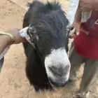 تيس عارضي