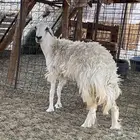 رخل حريه
