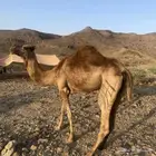ناقه لها 5ولادا