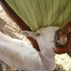 حريات ولد