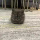 أنثى شيرازيه للبيع مع كامل اغراضها