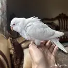 فرخ كويكر البينو ((( تم البيييع )))