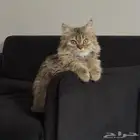 قطه تبني