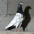 حمام باكستاني تم البيع