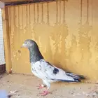 حمام باكستاني