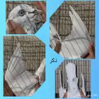 جوز سالكوتي موتيا