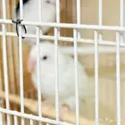 للبيع اجواز روز منتجة