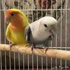 روز