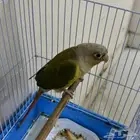 للبيع كنيور