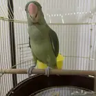 ببغاء الدرة النيبالي