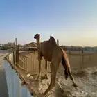 بعير ساحلي