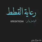 قطط تبوك تبني