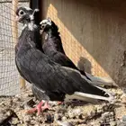 حمام قطيفي 3 اجواز