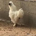 ديك قطني