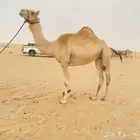 لقحة
