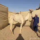 بكره مهجنه
