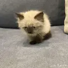 ذكر هملايا للبيع بسعر مخفض