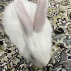 ارنب فرنسي صغير