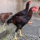 ديوك باكستانيه ( تم الليع )
