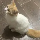 قطط ل التبني
