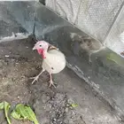 ديك رومي