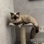 قطط للتبني