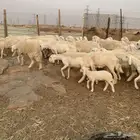 غنم حريه حرش دفيع ورغايث