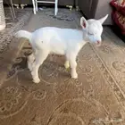 تيس قزم ابيض