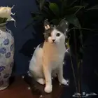 قطة انثى حلوة