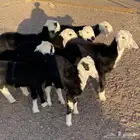 طليان نجد طيبة