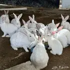 ارانب للبيع جمله