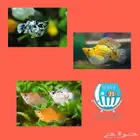 اسماك مولي و مولي بالون منوع