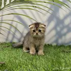 سكوتش فولد . انثى