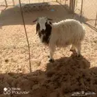 ذبيحه للبيع