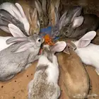 ارانب للبيع العدد 18