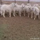 بهم حري
