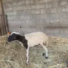 نعجه السن رباع مضربه من فحل حري