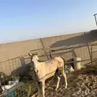 مهر للبيع العمر سنة ونصف