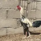 ديك باكستاني كفو علا