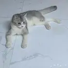 قطة للتبني بدون مقابل