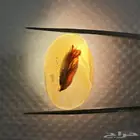 حجر عقيق طبيعي مصور