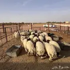 أضاحية نعيمي ناهي ونظيف بلدي