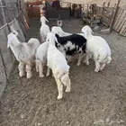 ذبايح خرفان