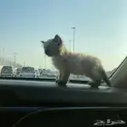 ذكر هملايا للبيع