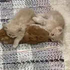 قطط شيرازي البيع