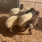 نعيمي هرافى طيبه للبيع اعمار حول 3 اشهر