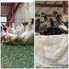 طقم حباحب وكويتي