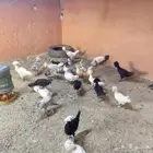 دجاج بولش مستوى ممتاز