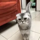قطة سكوتش