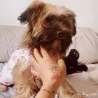 dog for sale